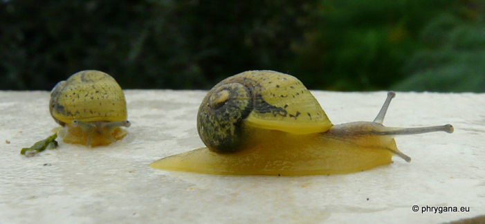 Cantareus apertus (Born 1778)