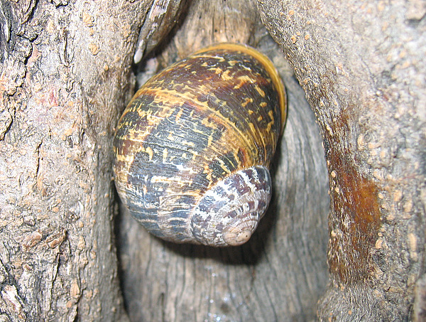 Cornu aspersum (O.F. Muller 1774)