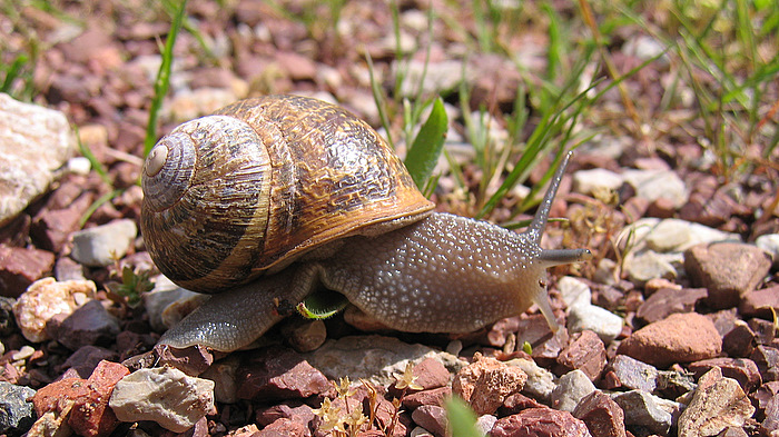 Cornu aspersum (O.F. Muller 1774)