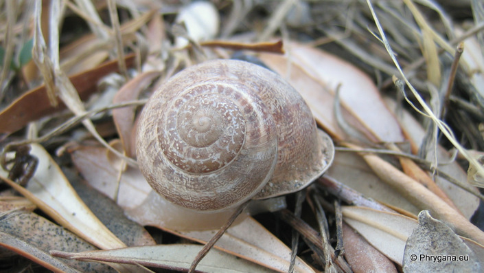 Eobania vermiculata (O.F. Muller 1774)