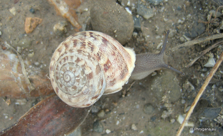 Eobania vermiculata (O.F. Muller 1774)