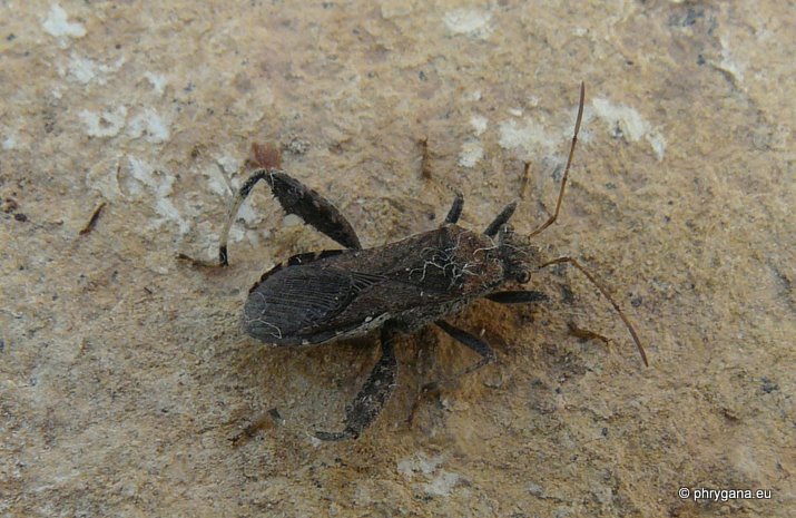 Camptopus lateralis (Linnaeus 1758) le Camptope des genêts -- Broad-headed bug