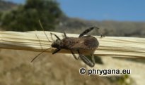 Camptopus lateralis (Linnaeus 1758)