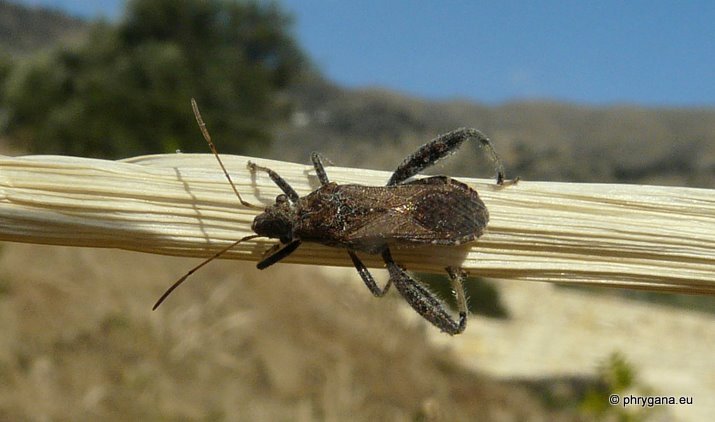 Camptopus lateralis (Linnaeus 1758) - le Camptope des genêts -- Broad-headed bug
