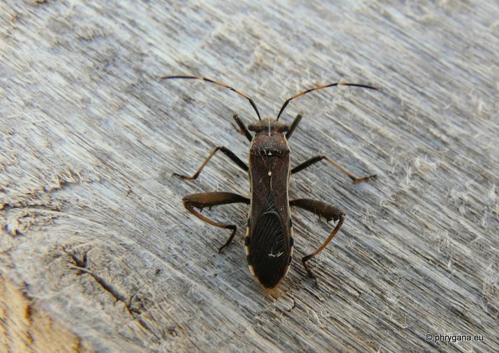 Camptopus lateralis (Linnaeus 1758) - le Camptope des genêts -- Broad-headed bug