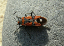 Lygaeus equestris  (Linnaeus 1758)