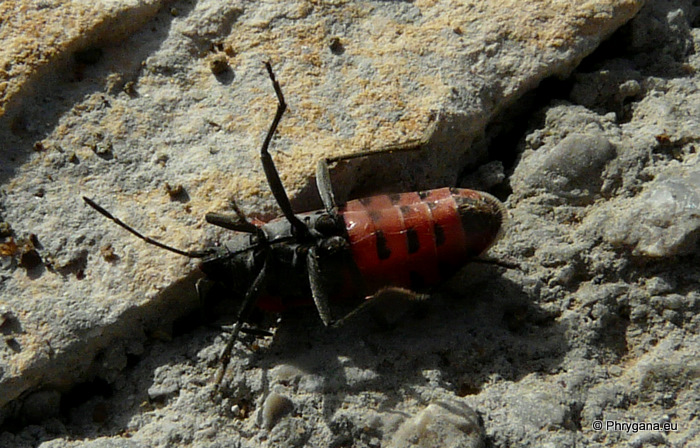 Lygaeus equestris  (Linnaeus 1758)