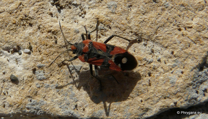 Lygaeus equestris (Linnaeus 1758)