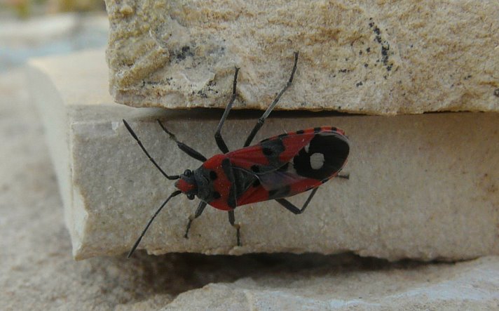 Lygaeus equestris (Linnaeus 1758)