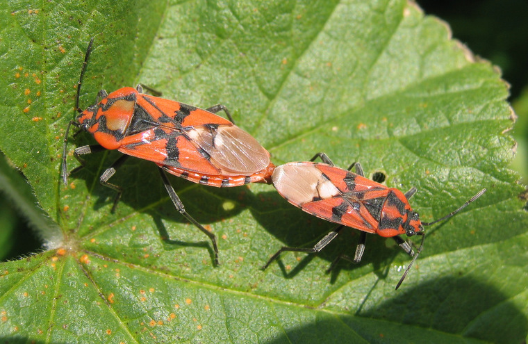 Spilostethus pandurus (Scopoli 1763)