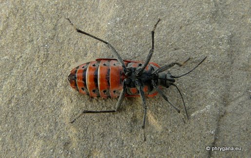 Spilostethus pandurus (Scopoli 1763)