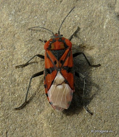 Spilostethus pandurus (Scopoli 1763)