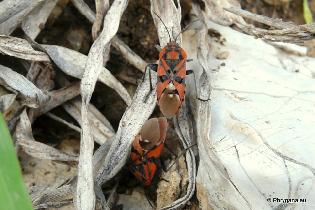 Spilostethus pandurus (Scopoli 1763)