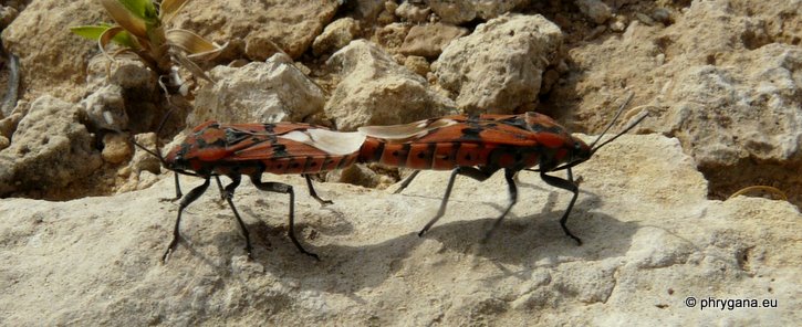 Spilostethus pandurus (Scopoli 1763)