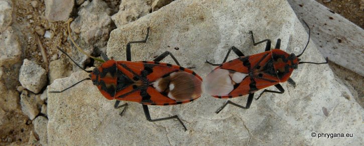 Spilostethus pandurus (Scopoli 1763)