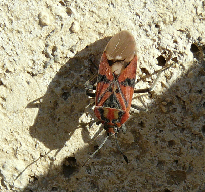 Spilostethus pandurus (Scopoli 1763)