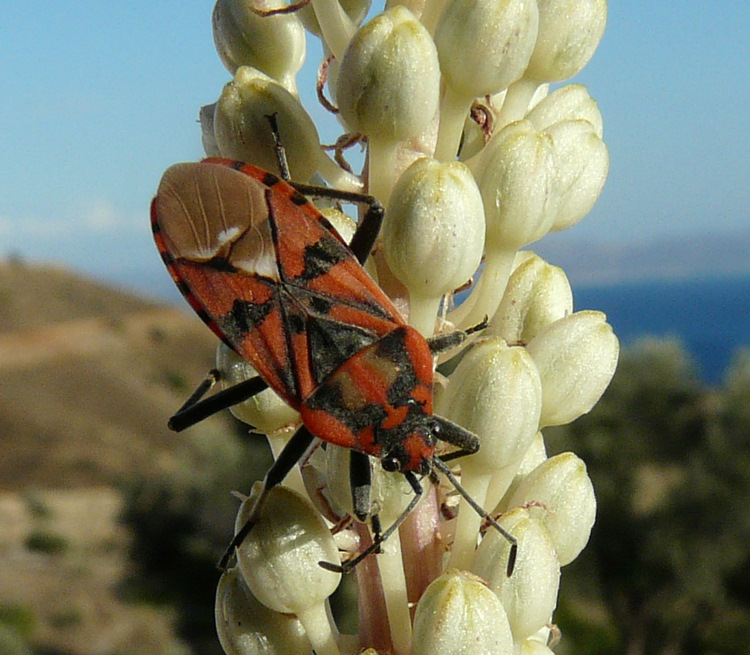 Spilostethus pandurus (Scopoli 1763)