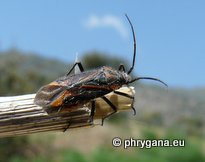 Horistus (Horistus) infuscatus (Brulle 1832)