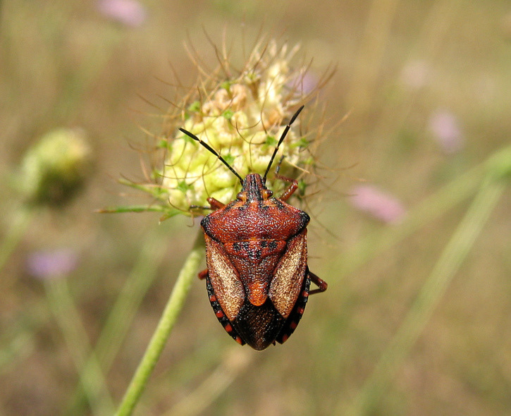 Carpocoris (Carpocoris) fuscispinus (Boheman 1850)
