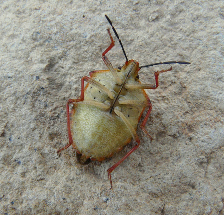 Carpocoris (Carpocoris) fuscispinus (Boheman 1850)
