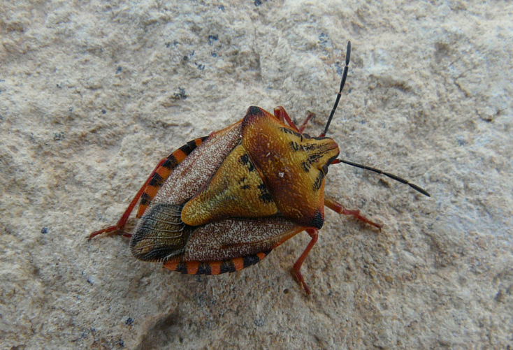Carpocoris (Carpocoris) fuscispinus (Boheman 1850)
