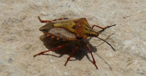 Carpocoris (Carpocoris) fuscispinus (Boheman 1850)
