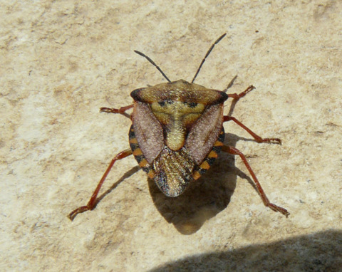 Carpocoris (Carpocoris) fuscispinus (Boheman 1850)
