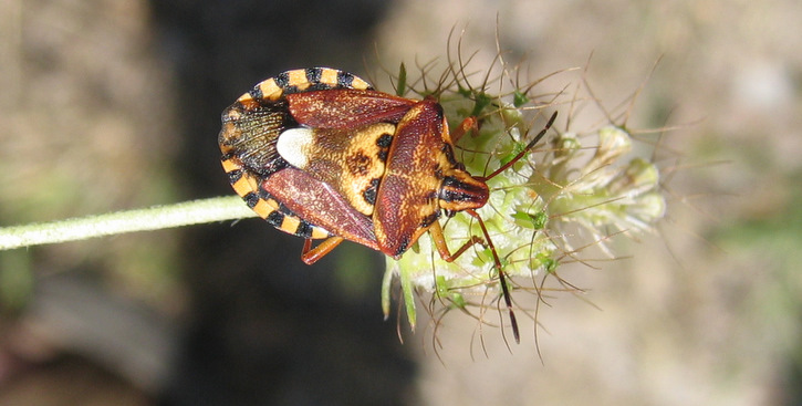 Codophila varia (Fabricius 1787)