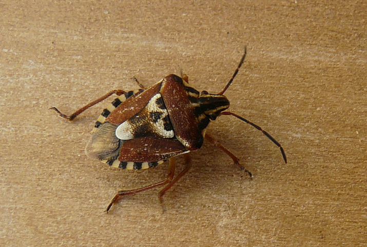 Codophila varia (Fabricius 1787)