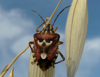 Codophila varia (Fabricius 1787)