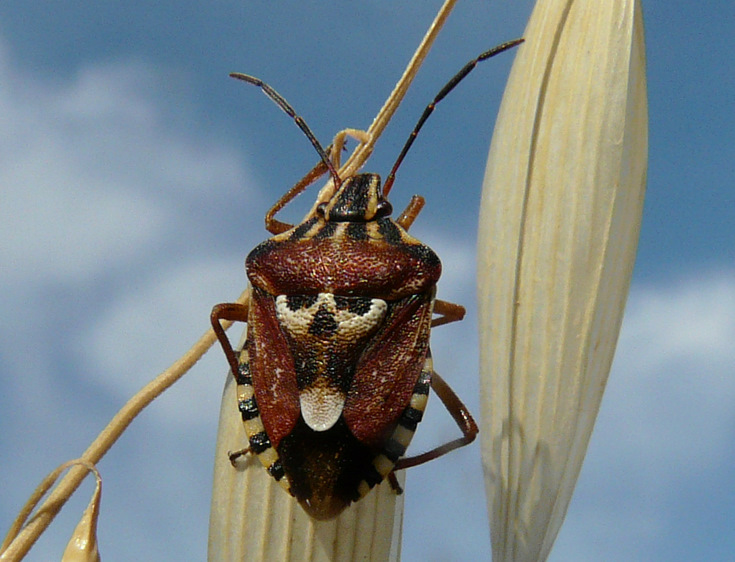 Codophila varia (Fabricius 1787)