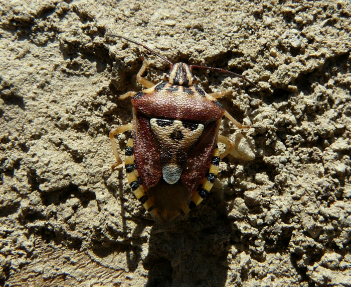 Codophila varia (Fabricius 1787)