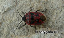 Eurydema  (Eurydema) ornata (Linnaeus 1758)