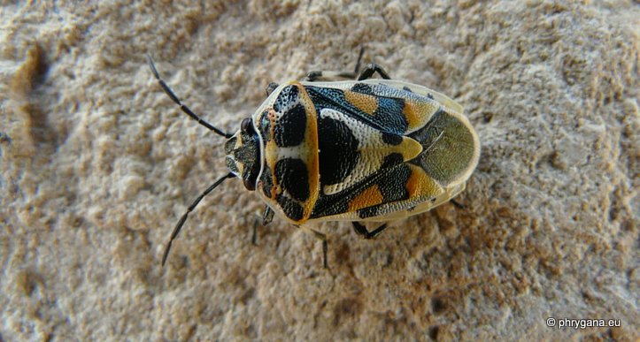 Eurydema  (Eurydema) ornata (Linnaeus 1758)