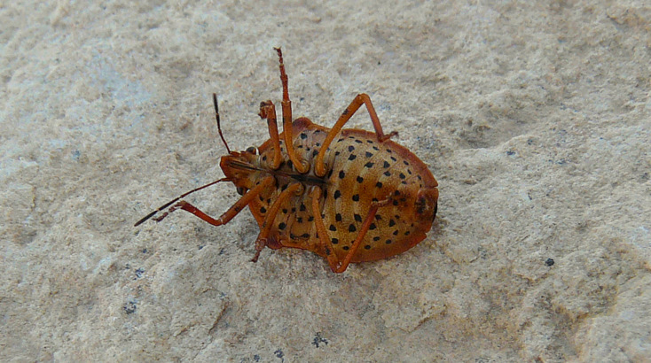 Graphosoma semipunctatum  (Fabricius 1775)