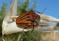 Graphosoma semipunctatum  (Fabricius 1775)