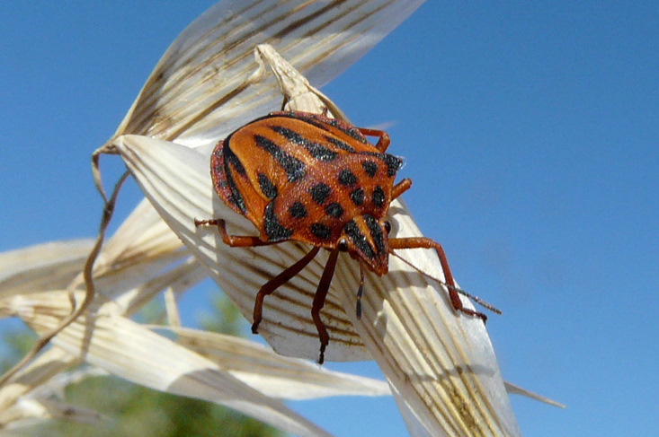 Graphosoma semipunctatum  (Fabricius 1775)