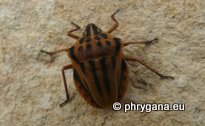 Graphosoma semipunctatum  (Fabricius 1775)