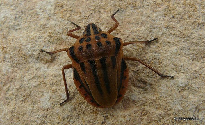 Graphosoma semipunctatum  (Fabricius 1775)