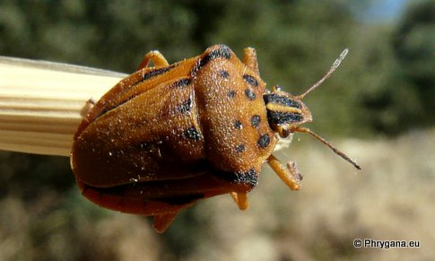 Graphosoma semipunctatum  (Fabricius 1775)