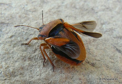 Graphosoma semipunctatum  (Fabricius 1775)