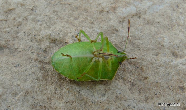 Nezara viridula (Linnaeus 1758)