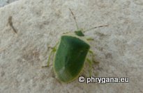 Nezara viridula (Linnaeus 1758)