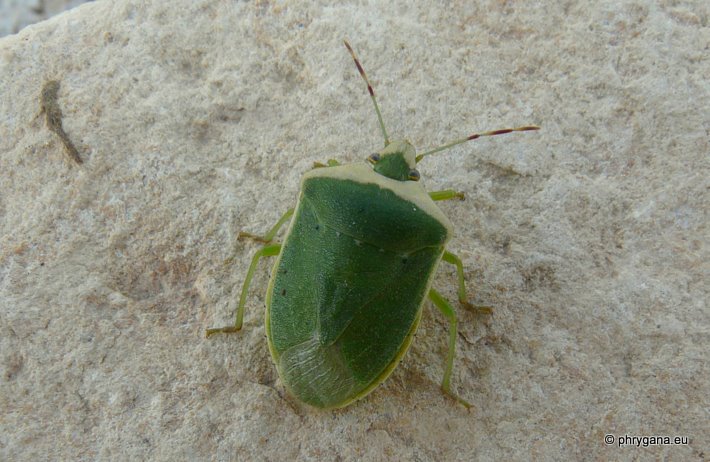 Nezara viridula (Linnaeus 1758)