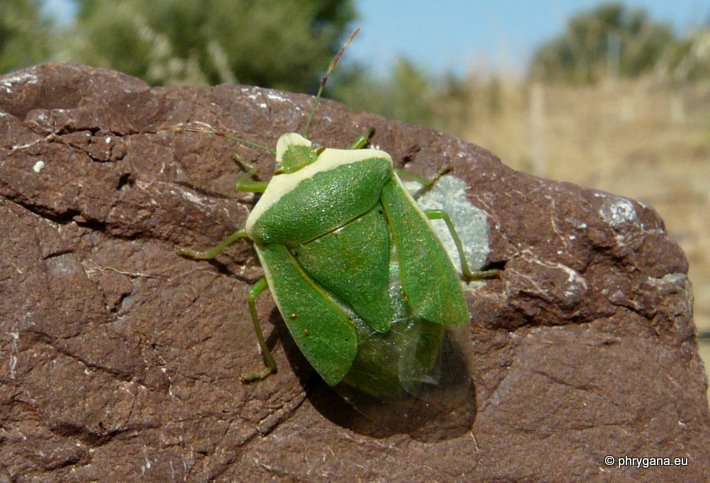 Nezara viridula (Linnaeus 1758)