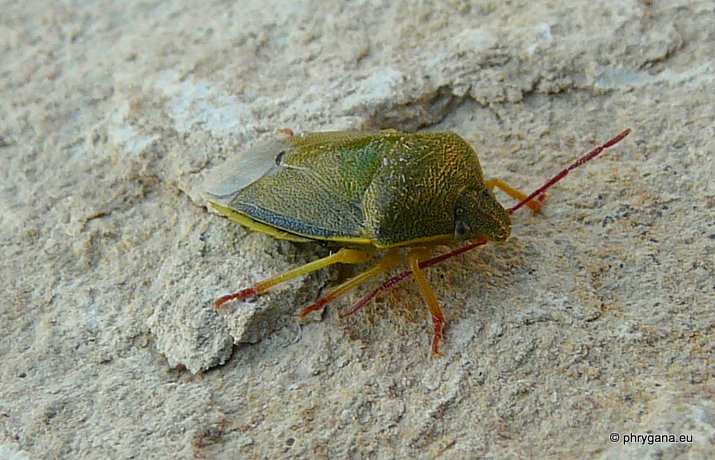 Piezodorus lituratus (Fabricius 1794)