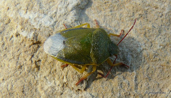 Piezodorus lituratus (Fabricius 1794)