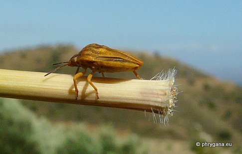 Tholagmus flavolineatus  (Fabricius 1775)