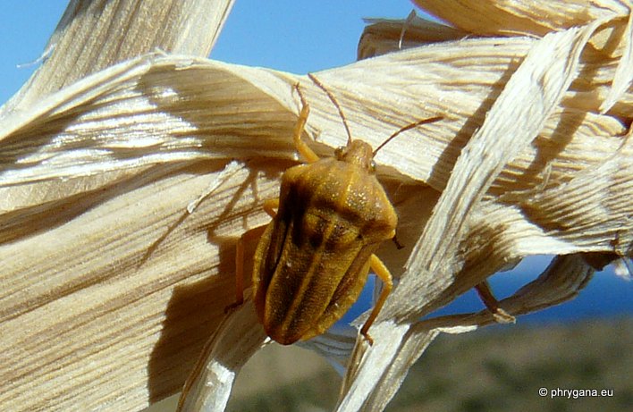 Tholagmus flavolineatus  (Fabricius 1775)