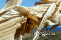 Tholagmus flavolineatus  (Fabricius 1775)